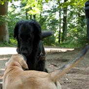 Flat coated retriever Oscar