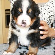 Berner sennenhund Gordy