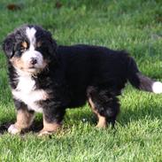 Berner sennenhund Gordy