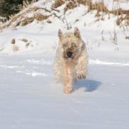 Irish softcoated wheaten terrier Nica