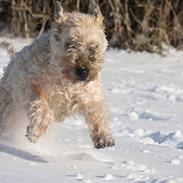 Irish softcoated wheaten terrier Nica