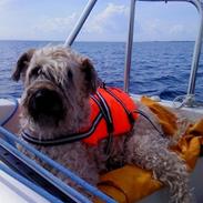 Irish softcoated wheaten terrier Nica