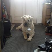 Irish softcoated wheaten terrier Nica