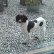 Kleiner münsterländer Silja