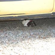 Kleiner münsterländer Silja