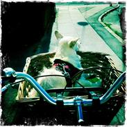 Blanding af racer Luna