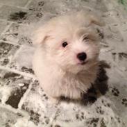 Coton de tulear Kahlua