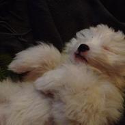 Coton de tulear Kahlua