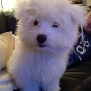 Coton de tulear Kahlua
