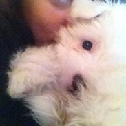 Coton de tulear Kahlua