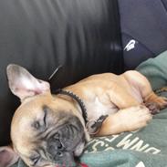 Fransk bulldog Sikki