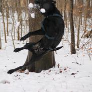 Labrador retriever Djargo