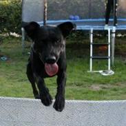 Labrador retriever Djargo