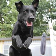 Labrador retriever Djargo