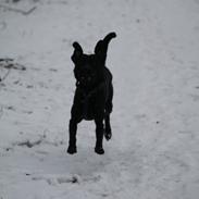 Labrador retriever Djargo