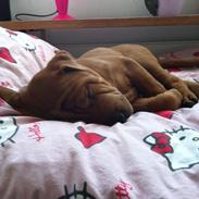 Blanding af racer Lady