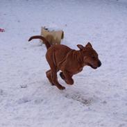 Blanding af racer Lady