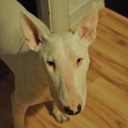 Bullterrier Little miss piggy (Magz)