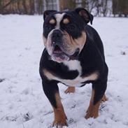 Olde english bulldogge Bulltok´s Baron fra Østergaard