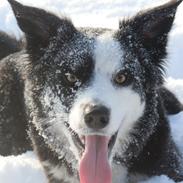 Border collie Ischa