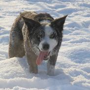 Border collie Ischa