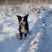 Border collie Ischa