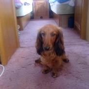 Gravhund Trunte