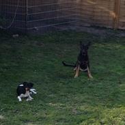 Schæferhund Allibina´s Imma (solgt)