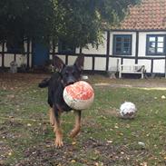 Schæferhund Allibina´s Imma (solgt)