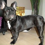 Fransk bulldog Fiona