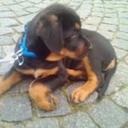 Blanding af racer ibber