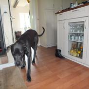 Blanding af racer Pepsi Max