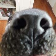 Blanding af racer Pepsi Max