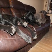 Blanding af racer Pepsi Max