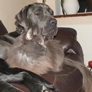 Blanding af racer Pepsi Max