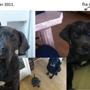 Blanding af racer Pepsi Max