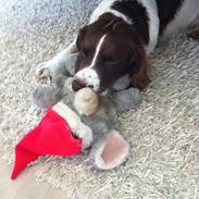Engelsk springer spaniel Dyrlundgårds Chuck