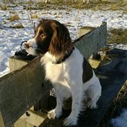Engelsk springer spaniel Dyrlundgårds Chuck