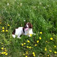 Engelsk springer spaniel Dyrlundgårds Chuck