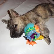 Cairn terrier NEMO