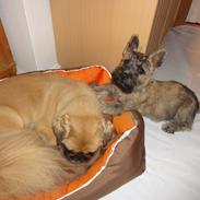Cairn terrier NEMO
