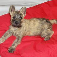 Cairn terrier NEMO