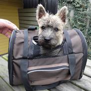 Cairn terrier NEMO