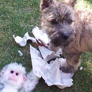 Cairn terrier NEMO