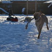 Labrador retriever Gustav