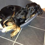 Blanding af racer Laika