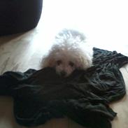 Bichon à poil frisé Smilla (Himmelhund)