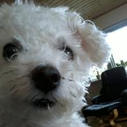 Bichon à poil frisé Smilla (Himmelhund)