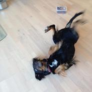 Blanding af racer Laika