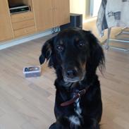 Blanding af racer Laika